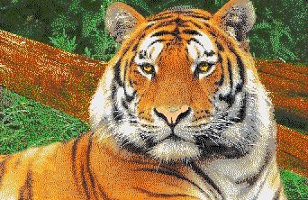 tigris1.jpg